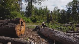 Best Commercial Tree Services  in Shrewsbury, NJ
