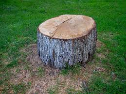 Best Tree Health Inspection  in Shrewsbury, NJ
