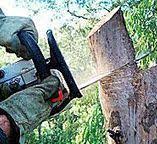 Best Tree Trimming and Pruning  in Shrewsbury, NJ