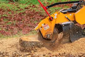 Best Storm Damage Tree Cleanup  in Shrewsbury, NJ