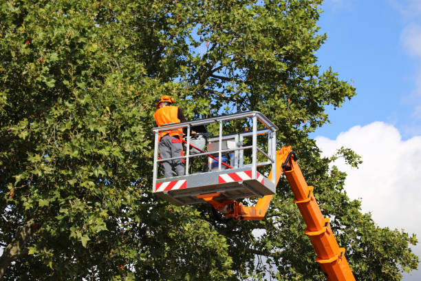 Best Fruit Tree Pruning  in Shrewsbury, NJ