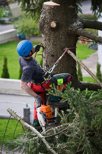 Best Pest Control for Lawns  in Shrewsbury, NJ