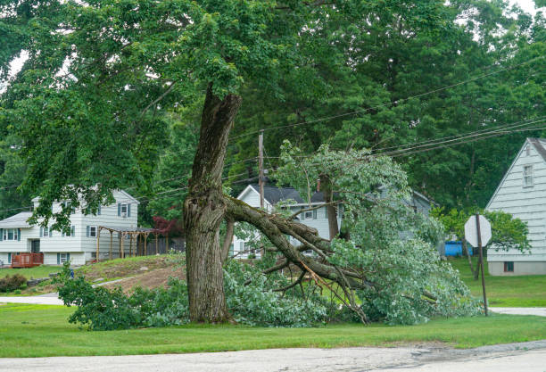 Best Tree and Shrub Care  in Shrewsbury, NJ