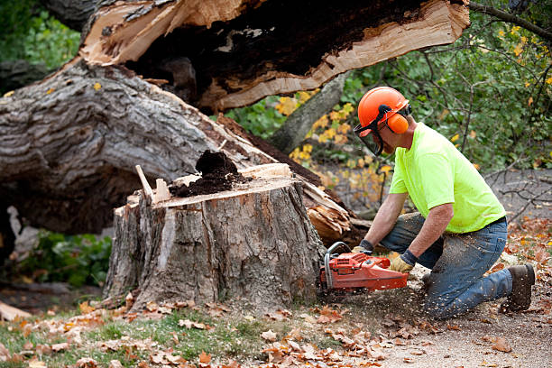 Best Tree Removal  in Shrewsbury, NJ
