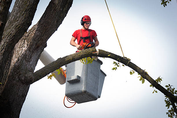 Best Hedge Trimming  in Shrewsbury, NJ