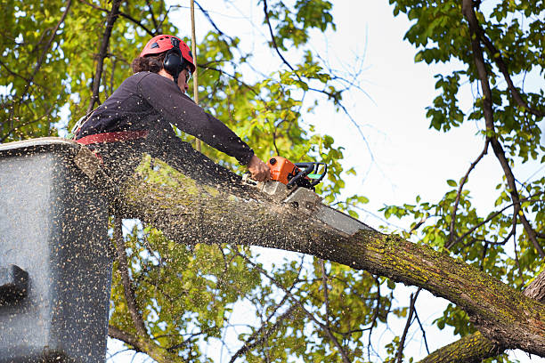 Best Aeration Services  in Shrewsbury, NJ